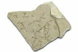 Crane Fly (Tipulidae) Mortality Plate - Green River Formation #360236-1